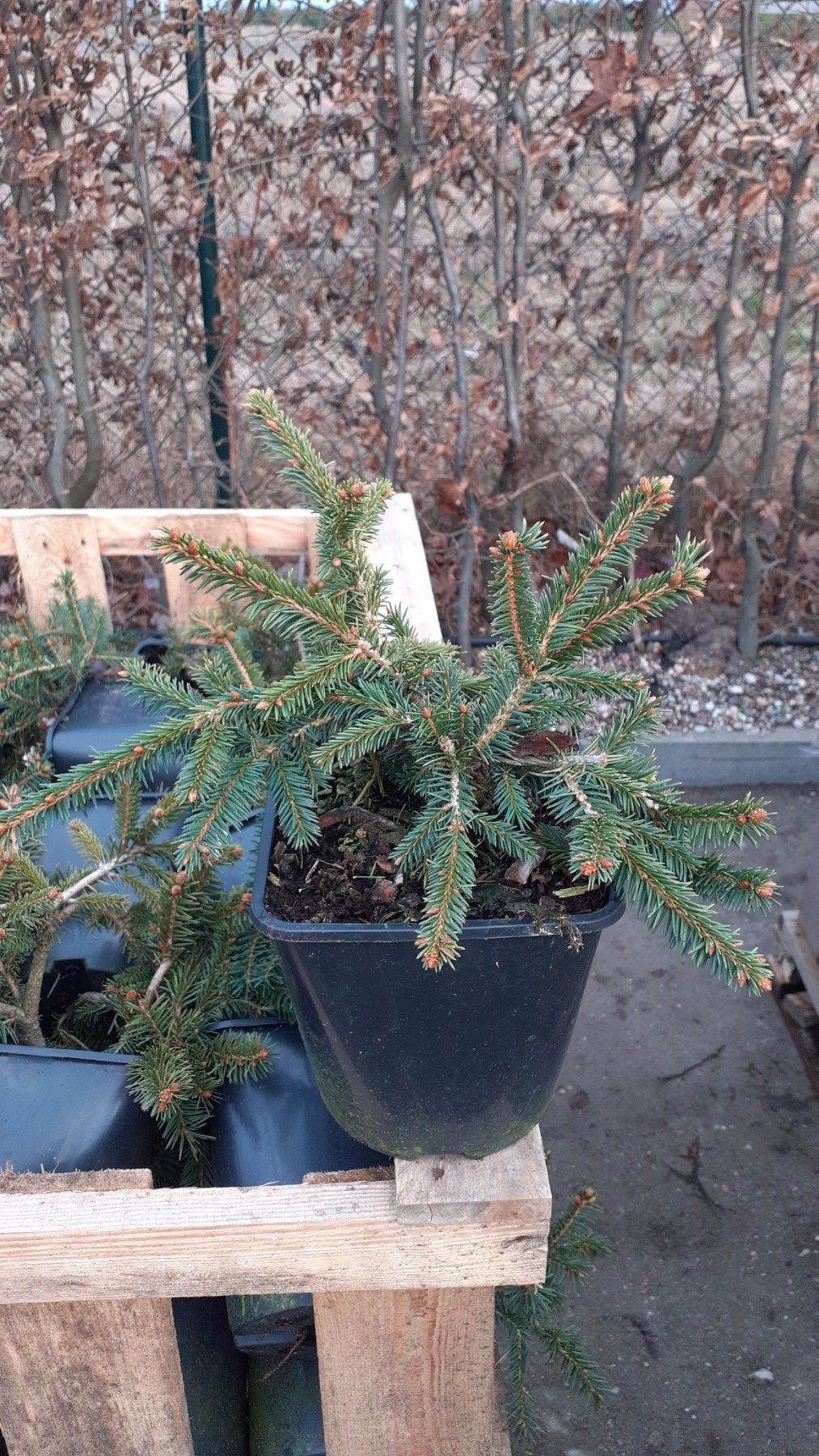 Ель обыкновенная Форманек